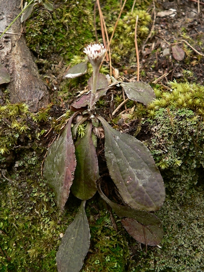 {Antennaria solitaria}